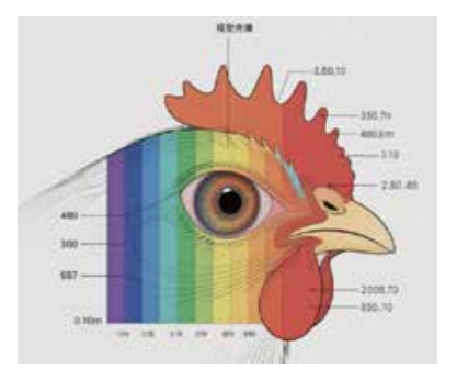 Understanding the Distribution of Chicken Eye Visual Spectrum: Key ...