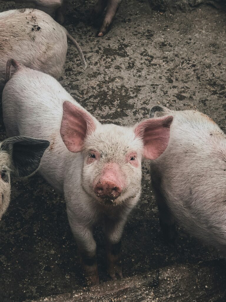 pig production