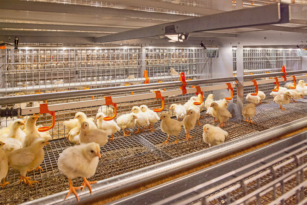 Smart Broiler House Lighting