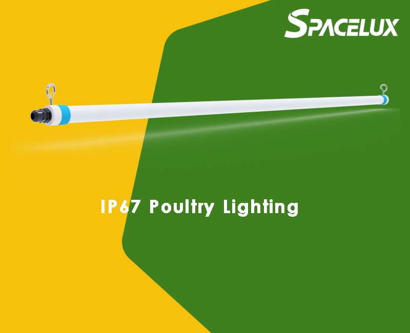 Smart Broiler House Lighting